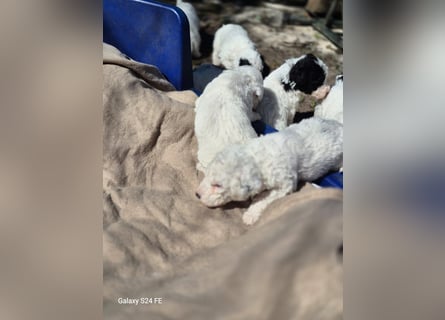 Spanische Wasserhund Welpen reinrassig