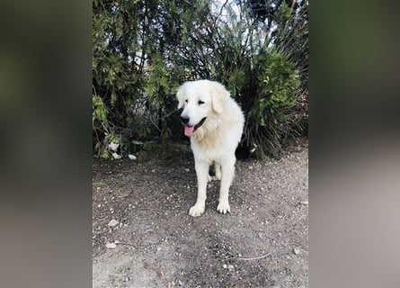 Mr. White: Ein liebevoller XXL-Teddybär sucht ein Zuhause zum Kuscheln
