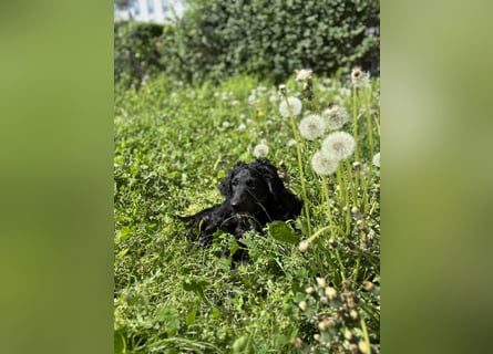 Aussiedoodle Welpe Bella * weiblich * 13 Wochen * gechipt, geimpft, entwurmt