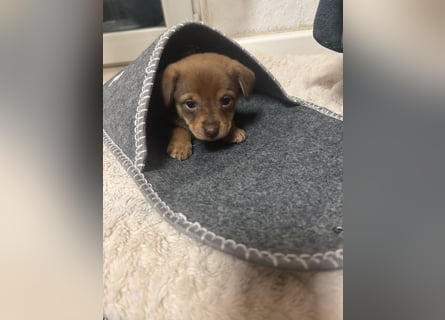 Zwergpinscher such neues Zuhause