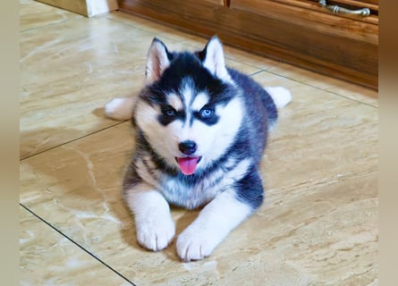 FCI Pedigree Blue Eyed Black & White Siberian Husky 