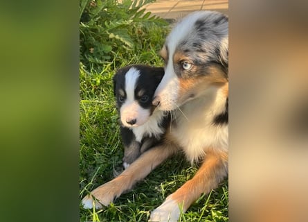 Miniature Australian Shepherd Welpen m. Papieren