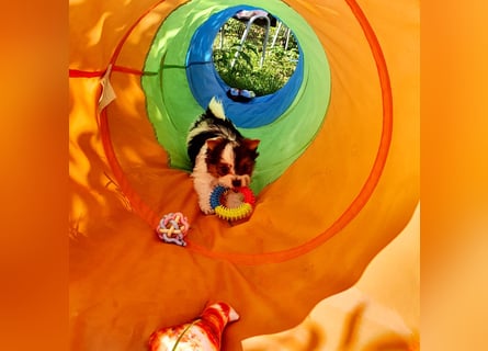 Biewer Yorkshire Terrier, Welpe,Rüde, reinrassig sehr selten