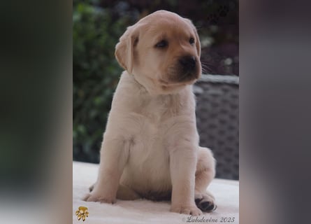 Traumhafte Labrador Welpen in Schwarz und Gelb suchen ein liebevolles Zuhause!