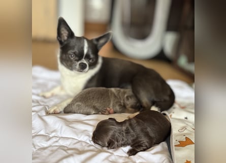 Wir haben aktuell Welpen. 2 Chihuahua Mädels