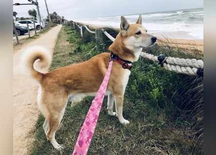 Canaan Dog-Welpe (Kanaan-Hund)