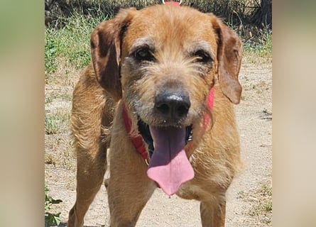 Balu: er hat ganz viel Liebe zu geben