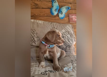 Labrador Aussiedor Welpen aus liebevoller Zucht