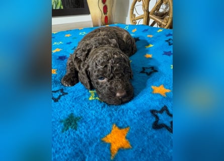Lagotto Romagnolo Puppy FCI