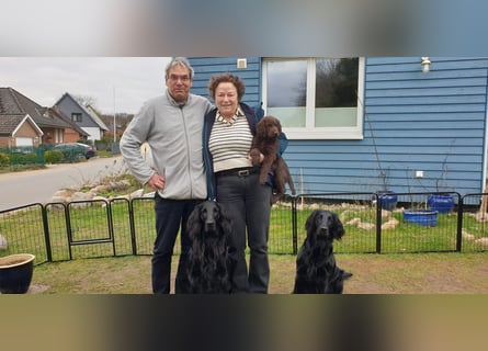 C - Wurf Flat Coated Retriever 2025