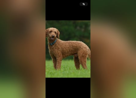 Labradoodle F1 Welpen aus Familienzucht vom Züchter 