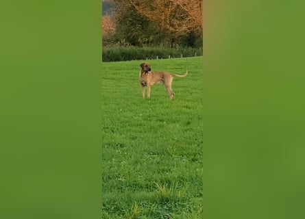 Wurf Cane Corso/Flat & Broholmer