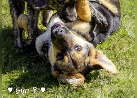 Gigi und Giselle suchen ein Zuhause