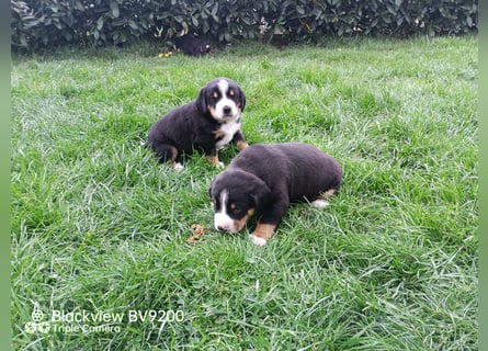 Entlebucher Sennenhund Welpen