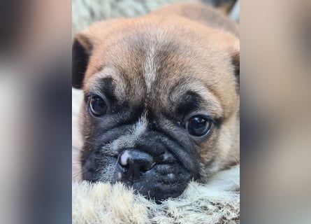 Allerliebste FROPS Kinder (Französische Bulldogge und Mops)