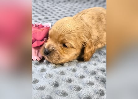 Schöne Cockapoo-Welpen
