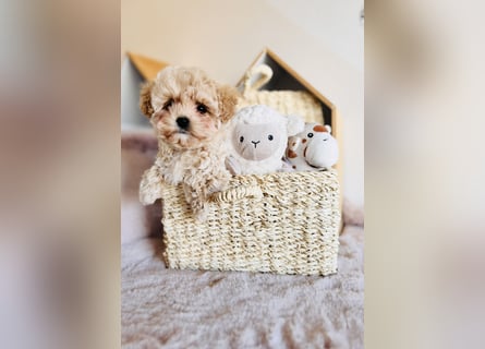 Maltipoo Pudel Malteser
