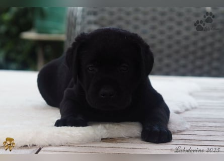 Traumhafte Labrador Welpen in Schwarz und Gelb suchen ein liebevolles Zuhause!