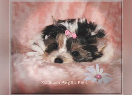 Yorkshire Terrier Welpen -verschiedene Farbgebungen u. Größen