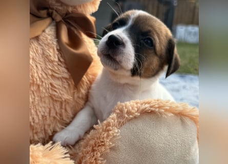 Jack Russel Terrier Welpen mit Stammbaum