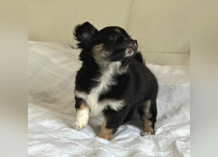 Fröhliche Chihuahua-Hùndin