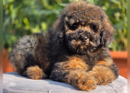 Cavapoo welpen