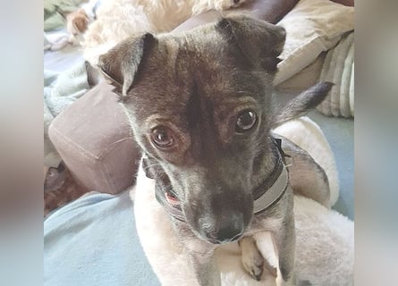 ❤️ MAKI - Liebe auf den 2. Blick? - 1 Jahr, 40cm/10kg