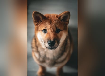 Shiba inu Welpen mit Papieren, an Erbkrankheiten getestet, Transport möglich!