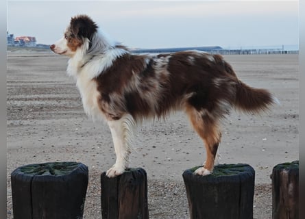 Mini Aussie Deckrüde, 36 cm, red merle, blaue Augen, Toy Australian Shepherd