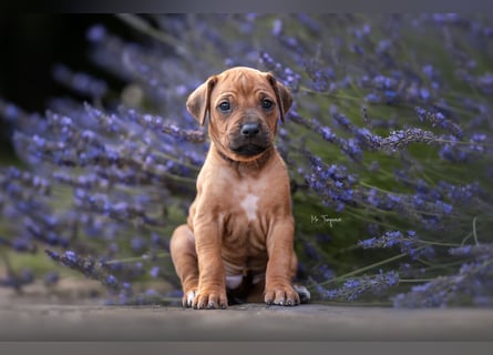 Rhodesian Ridgeback Welpen mit FCI-Ahnentafel