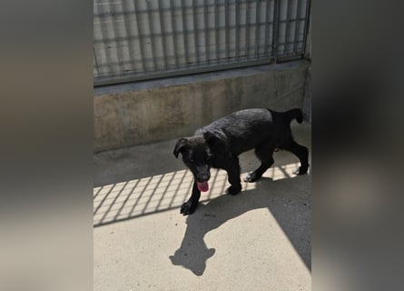 Ginetta: aufgeweckt und voller Lebensfreude
