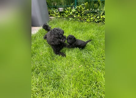Wunderschöne Cockapoo/Cockerpoo Welpen
