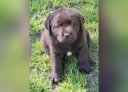 Labrador Welpen mit Ahnentafel