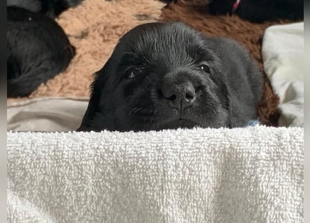 Flatcoated Retriever Welpen - noch ein Rüde sucht ein zuhause!