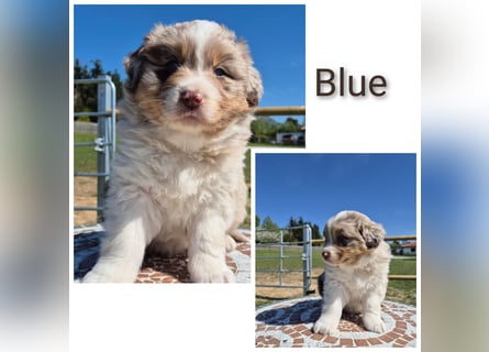 ❤️Wunderschöne ASCA Australian Shepherd Welpen ❤️