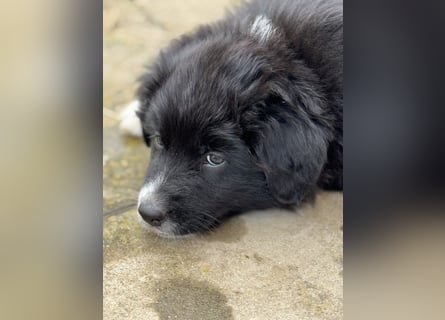 Australian Shepherd Welpen in  Black Bi