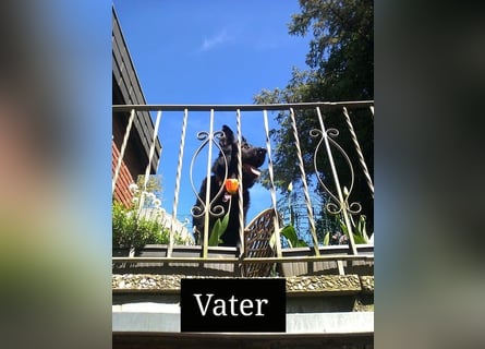 Sanfter Schäferhund-Border-Collie-Mischling "Motte"  (w); sechs Monate