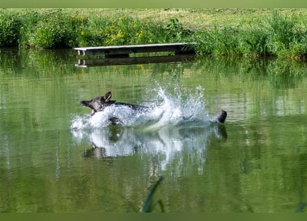 Topverpaarung Deutscher Schäferhund Welpen reinrassig Leistungslinie DDR HD/ED frei!