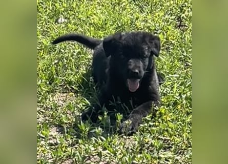 Sehr schöne  Schäferhund Welpen abzug.