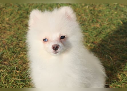 Zwergspitz Pomeranian "Vanilla" Hündin 4 Monate kann ins neue Heim ziehen