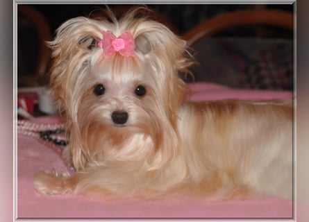 Yorkshire Terrier Welpen -verschiedene Farbgebungen u. Größen