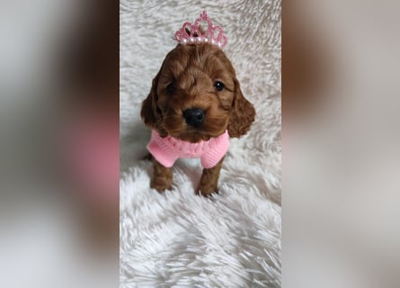Wunderschöne Cockapoo-Welpen