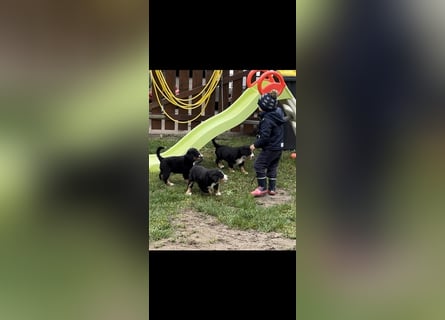 Berner Sennenhund Welpen reinrassig