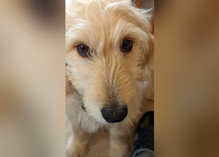 Goldendoodle - Welpen [Double-Doodle]
