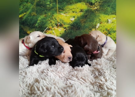 Reinrassige Labradorwelpen