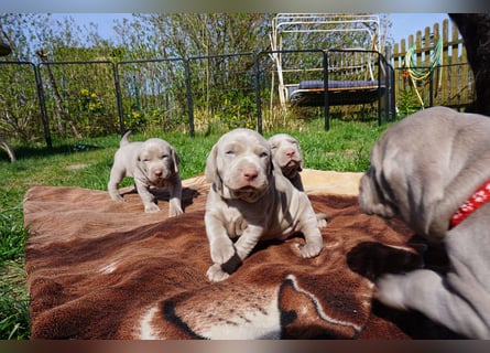 zuckersüße Weimaranerwelpen
