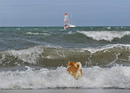 Erstklassige Shiba Inu Zucht in Sachsen