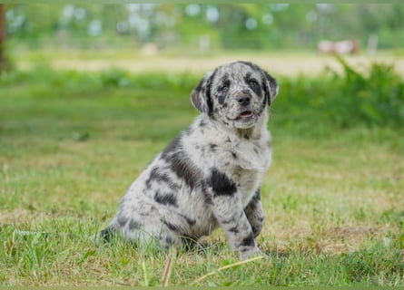 Aussiedor ( Australian Shepherd x Labrador) Welpen suchen neues Zuhause