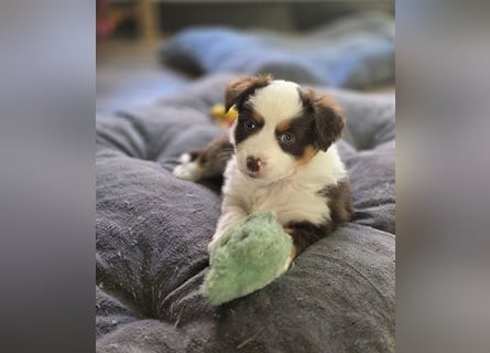 Mini Aussie Hündin / Mini American Shepherds aus Liebevoller Aufzucht