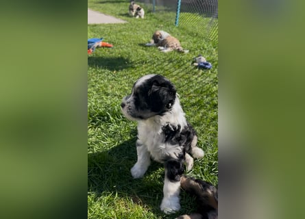 Tibet Terrier Hündin